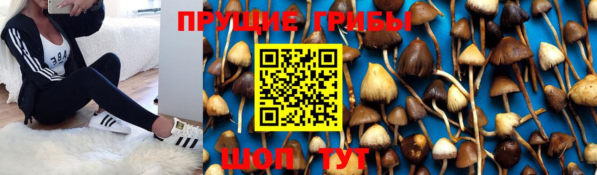 Галлюциногенные грибы MAGIC MUSHROOMS  продажа наркотиков  Мценск  Вход с VPN 